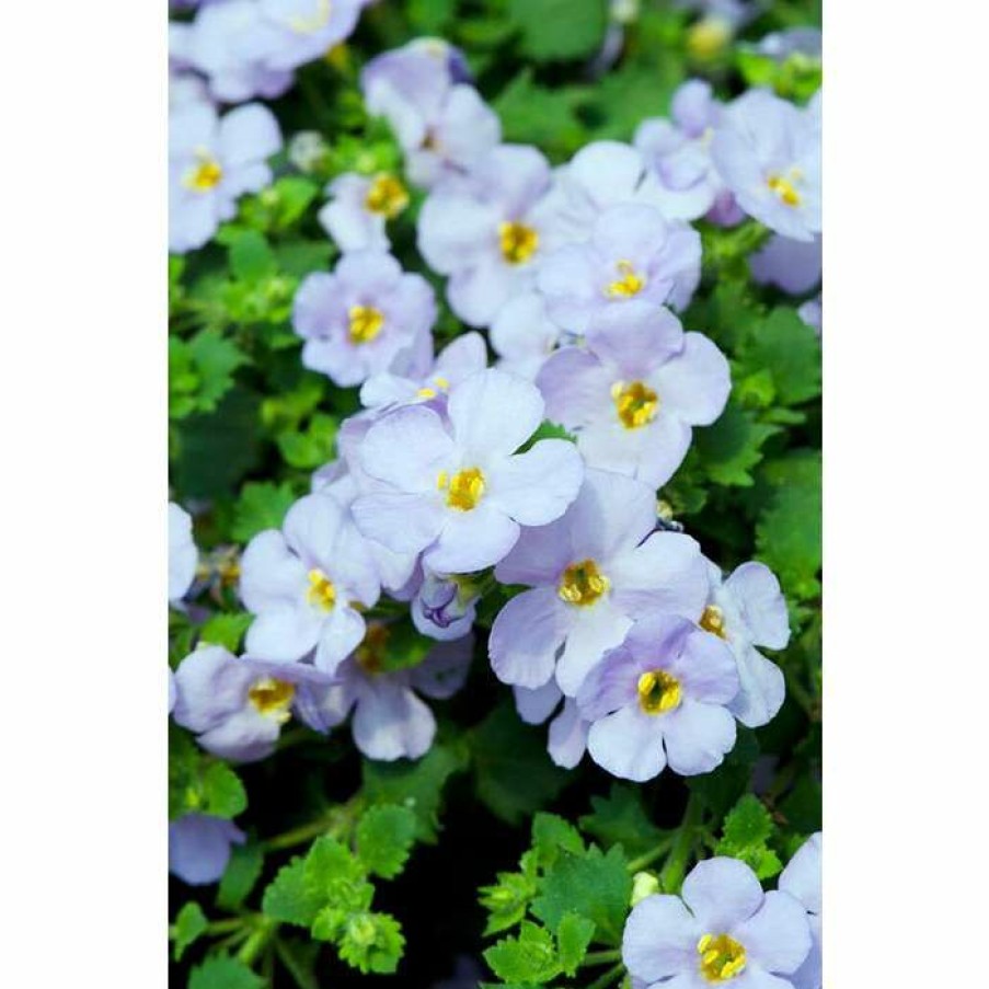 Bedding Plants * | Bacopa Scorpia 'Gulliver Blue Sensation' | Bedding | Pack Of 5 Large Plug Plants