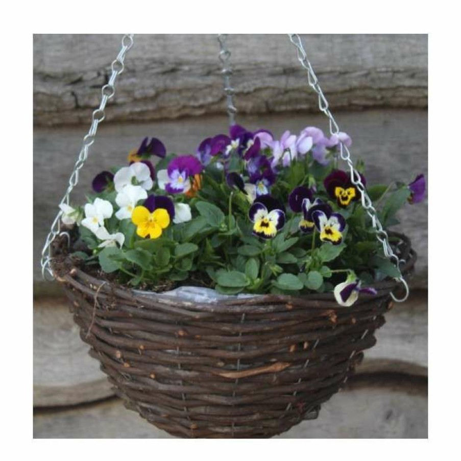 Bedding Plants * | Viola 'Petite Mixed' | 30Cm Rattan Hanging Basket