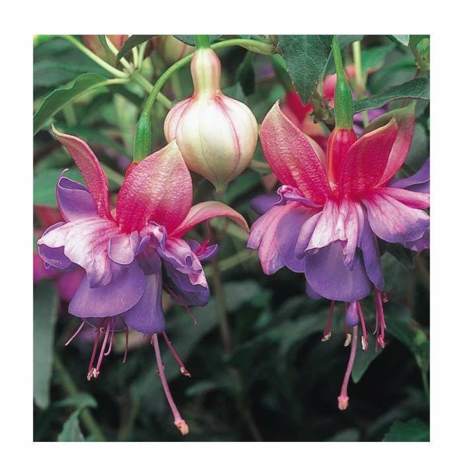 Bedding Plants * | Upright Fuchsia 'Winston Churchill' | Pack Of 5 Plug Plants