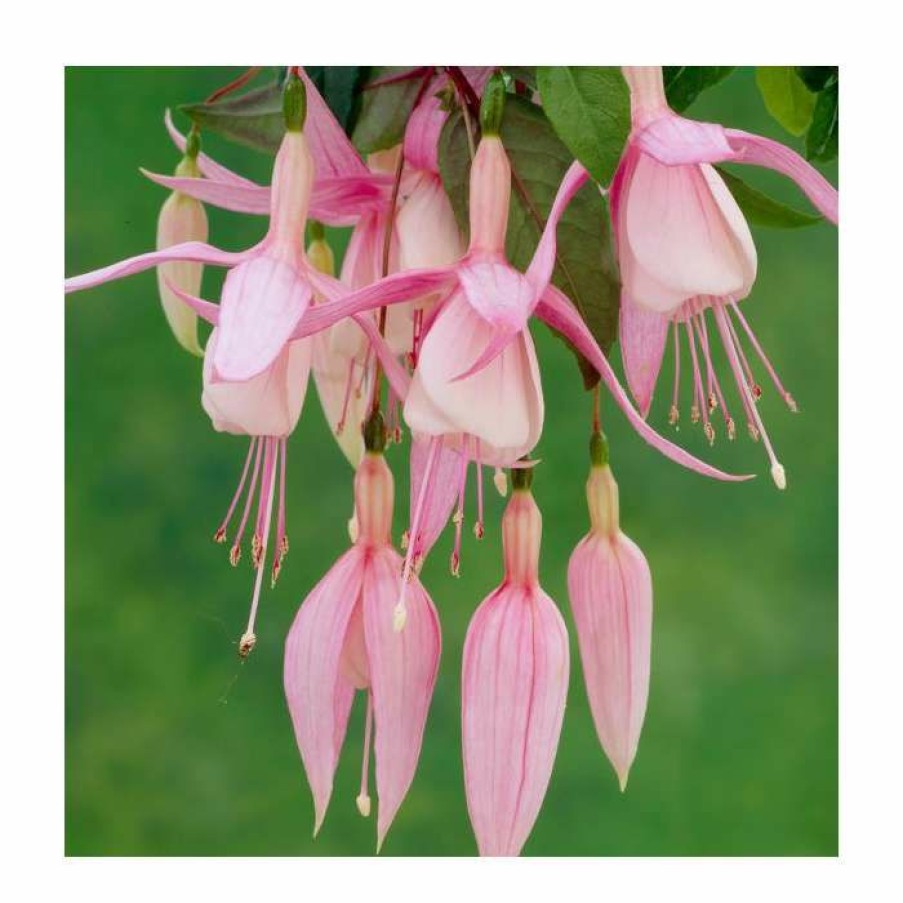 Bedding Plants * | Fuchsia 'Miss California' | 10.5Cm Pot