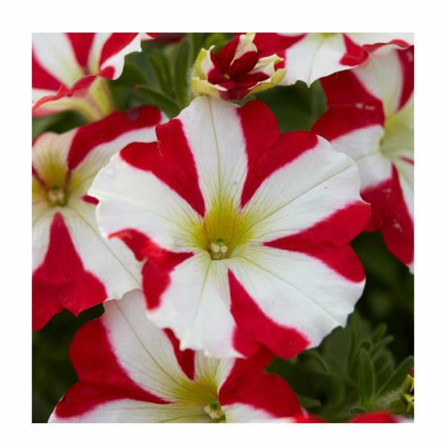 Bedding Plants * | Petunia 'Amore King Of Hearts' | Pack Of 5 Plug Plants