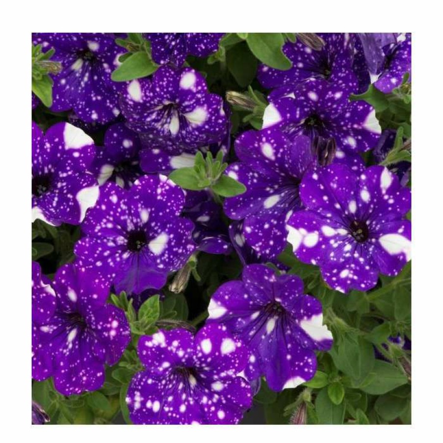 Bedding Plants * | Petunia Sky 'Night Sky ' | Bedding | 5 X Large Plugs