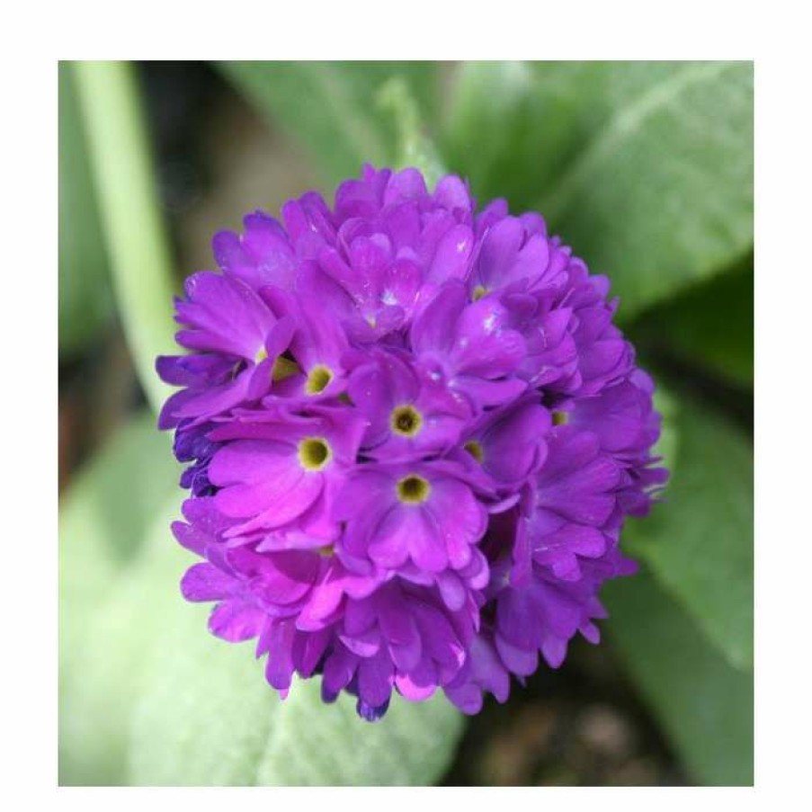 Pond Plants * | 3X Drumstick Primula Primula Denticulata 9Cm Pots