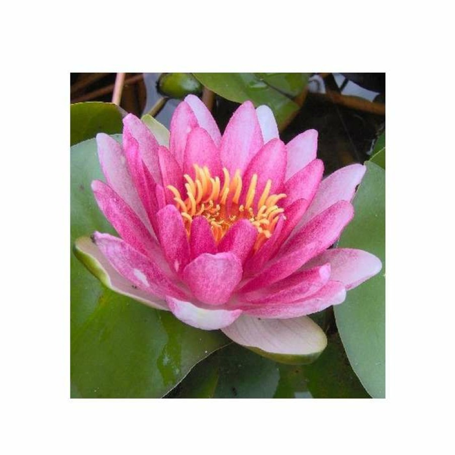 Pond Plants * | Large Water Lily 'Conqueror' Nymphaea 'Conqueror' 3L Pot