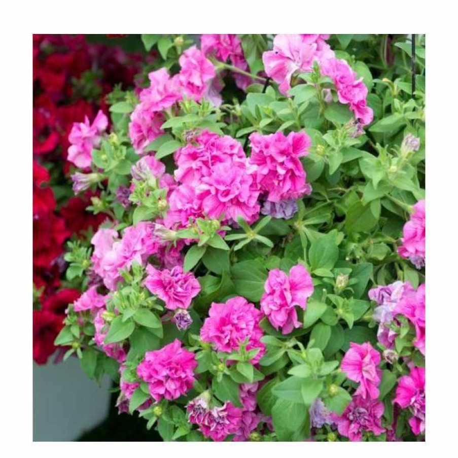 Bedding Plants * | Petunia Tumbelina 'Candy Floss' | Pack Of 5 Plug Plants