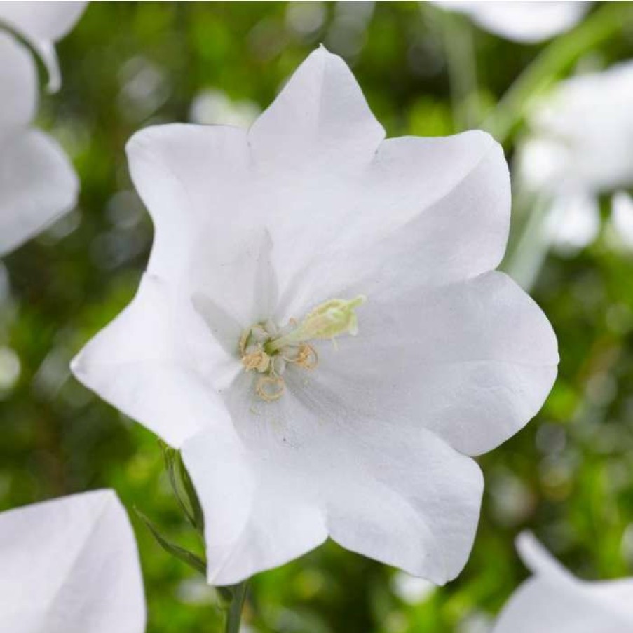 Perennial Plants * | Campanula Persicifolia 'Takion White' | 2L Pot