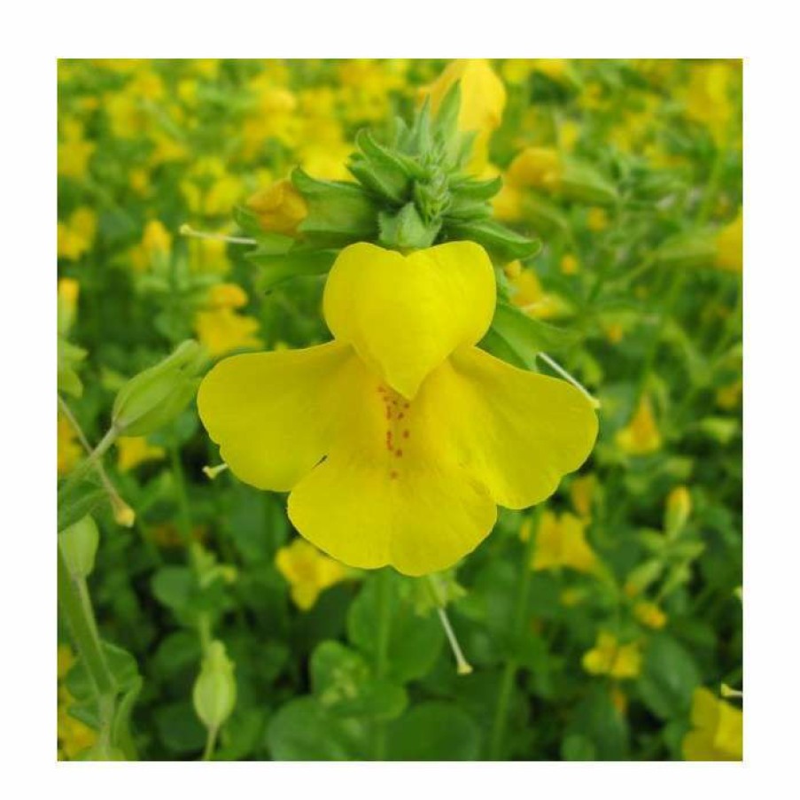 Pond Plants * | Yellow Monkey Flower | Mimulus Guttatus