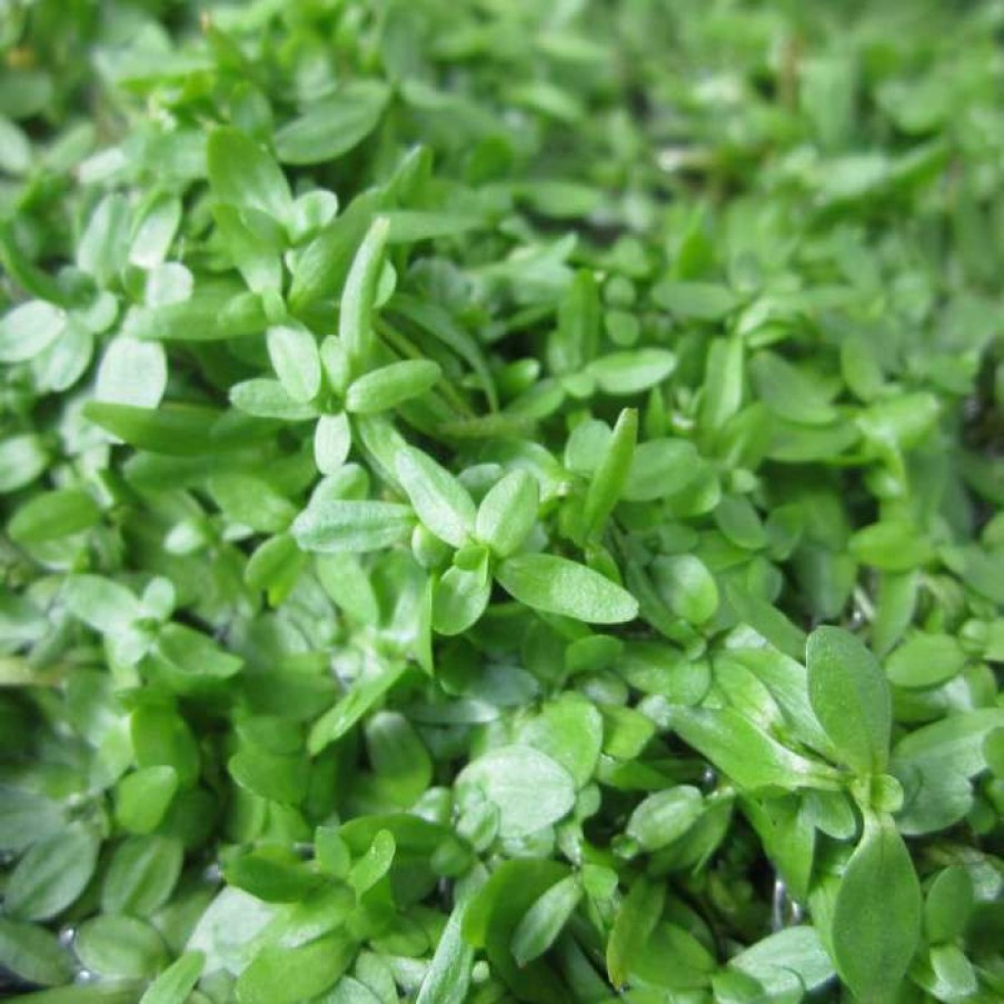 Pond Plants * | 5 Bunches Of Common Water Starwort Callitriche Autumnalis