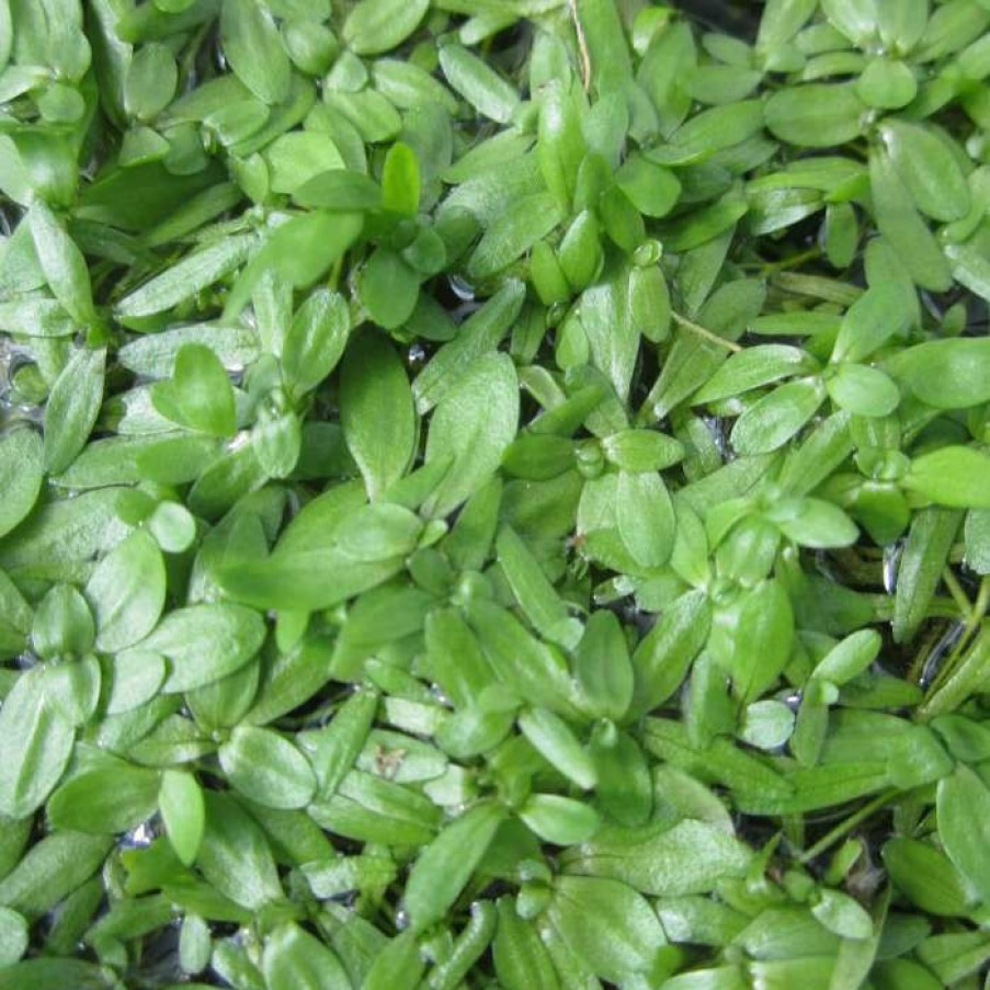 Pond Plants * | 5 Bunches Of Common Water Starwort Callitriche Autumnalis