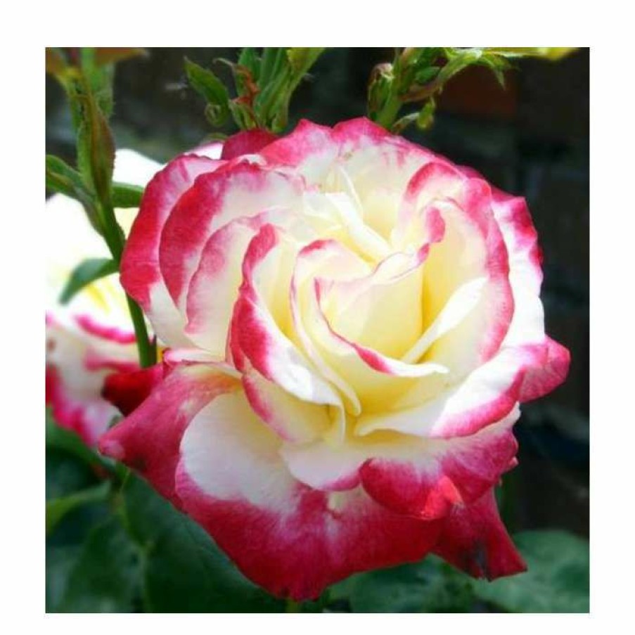 Ornamental Shrubs * | Double Delight' Bush Rose 4L Pot