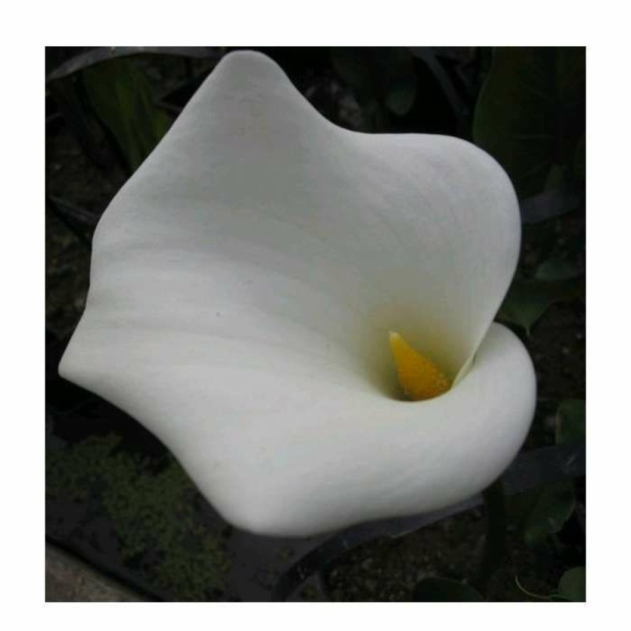 Pond Plants * | Large White Arum Lily | Zantedeschia Aethopica | Pond Plant 'Crowborough' 3L Pot