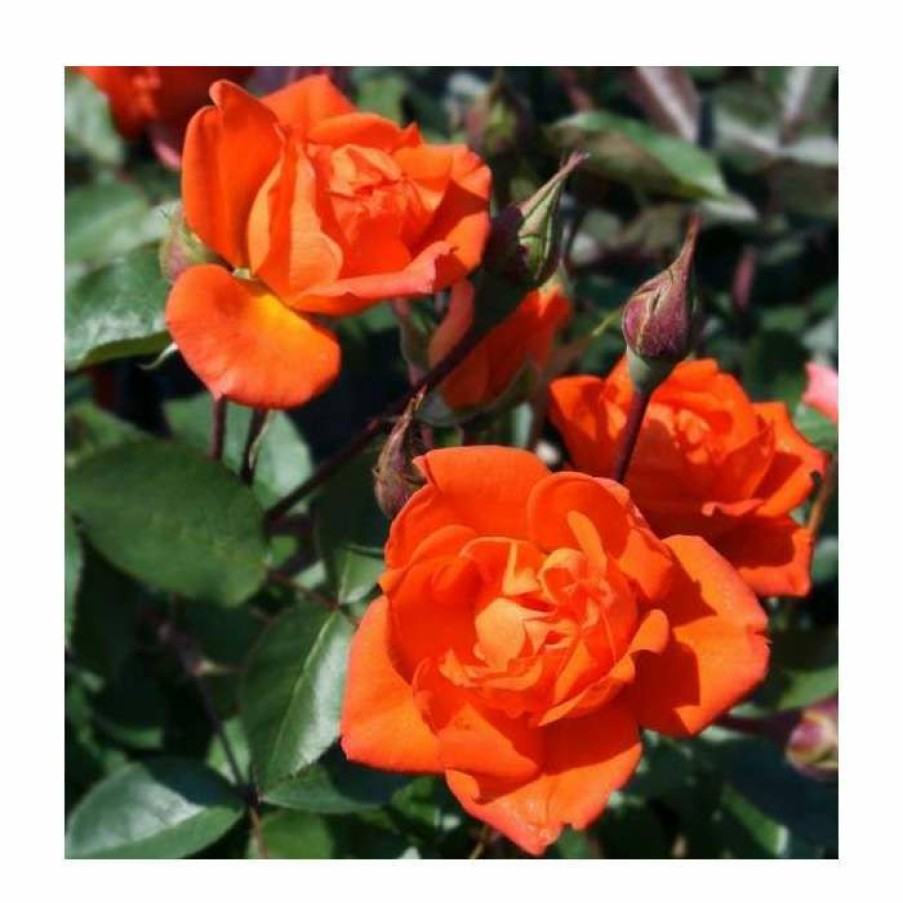 Rose Bushes * | Wildfire' Patio Rose 4L Pot