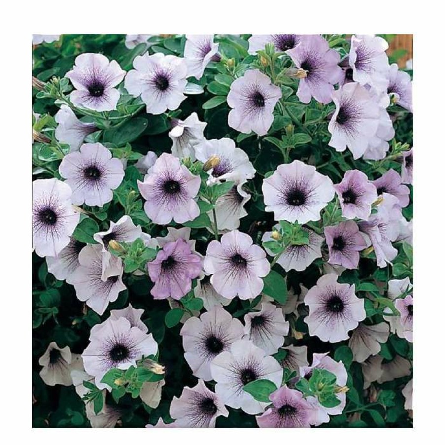 Bedding Plants * | Petunia Surfinia 'Blue Vein' | Bedding | 5 X Large Plugs