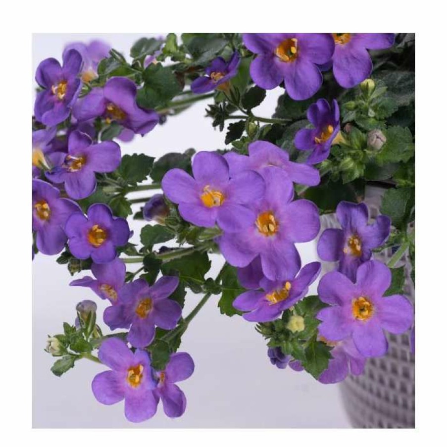 Bedding Plants * | Bacopa Yakima 'Giga Blue' | 9Cm Pot