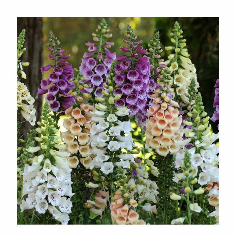 Perennial Plants * | Digitalis Purpurea 'Dalmation Mix' | 3 X 10.5Cm Pots