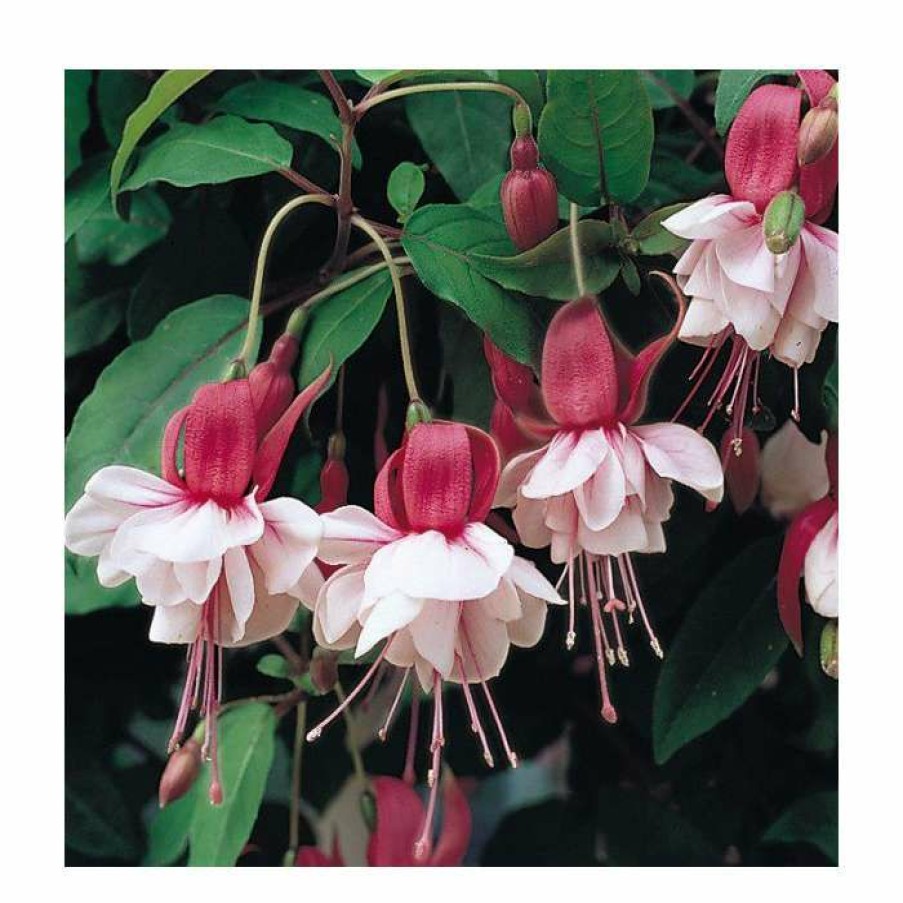 Bedding Plants * | Upright Fuchsia 'Spion Kop' | Pack Of 5 Plug Plants