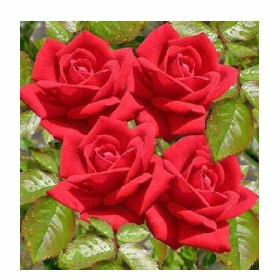 Ornamental Shrubs * | Love Knot' Climber Rose 5.5L Pot