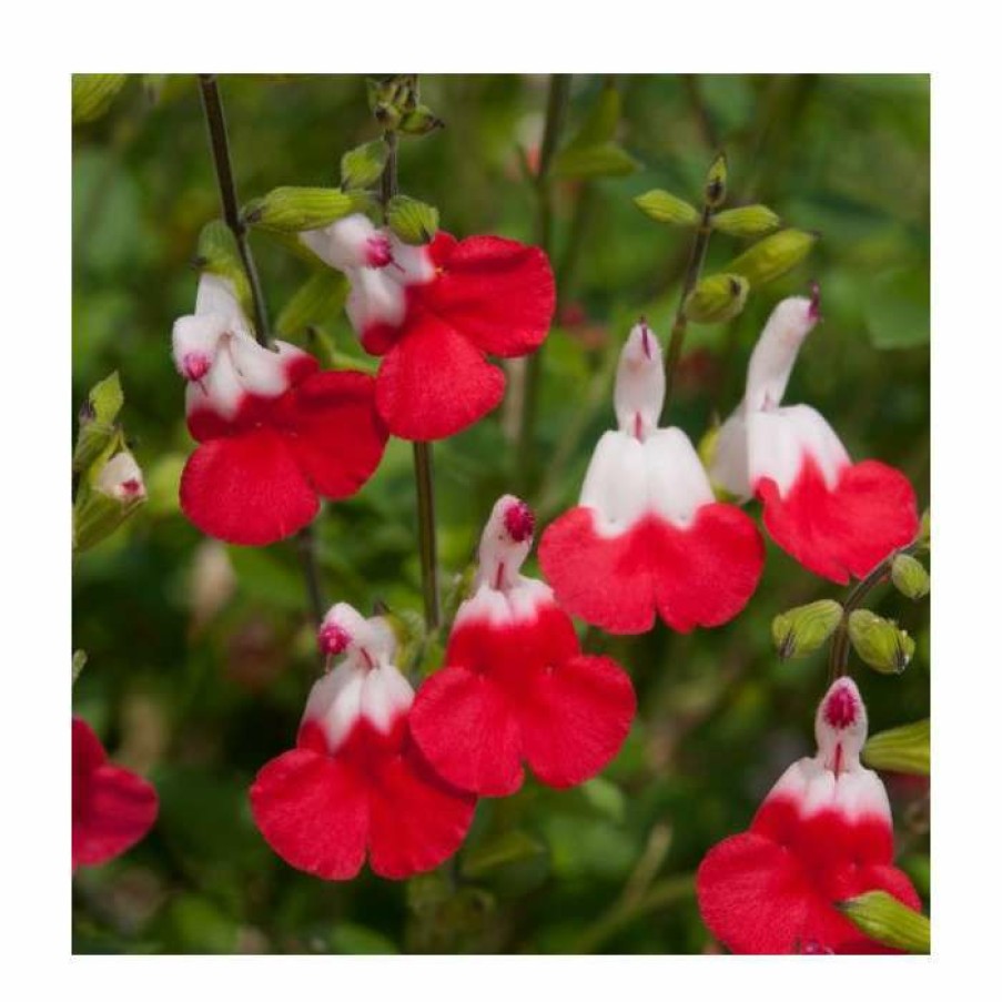 Perennial Plants * | Salvia 'Hot Lips' | Perennial | 5 X Large Plugs