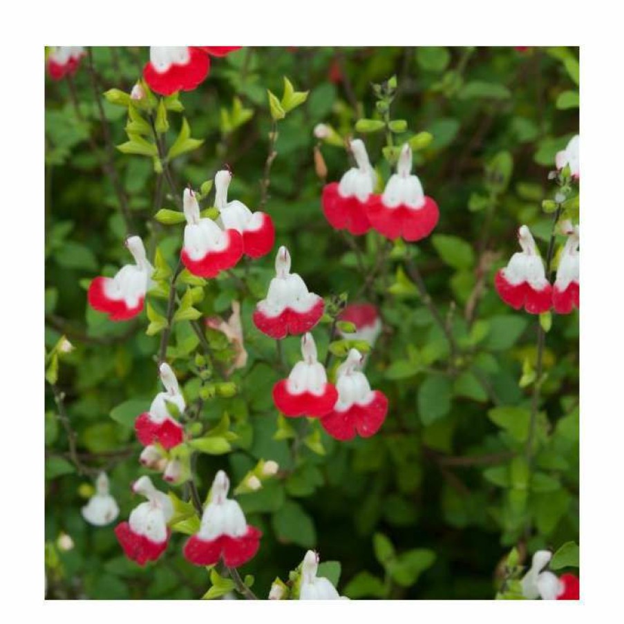 Perennial Plants * | Salvia 'Hot Lips' | Perennial | 5 X Large Plugs