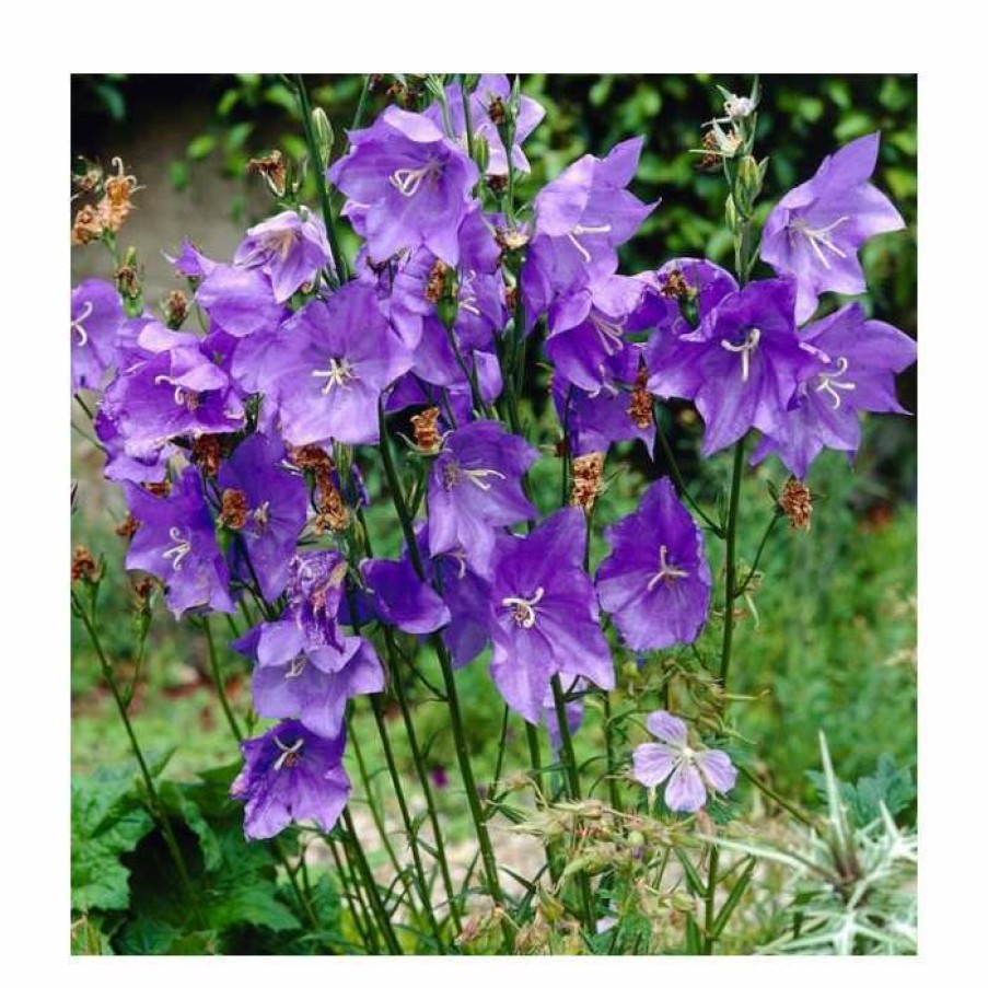 Perennial Plants * | Campanula Persicifolia 'Blue' | 10.5Cm Pot