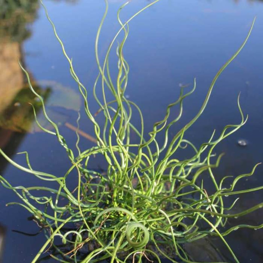 Pond Plants * | Corkscrew | Juncus Effusus 'Spiralis'