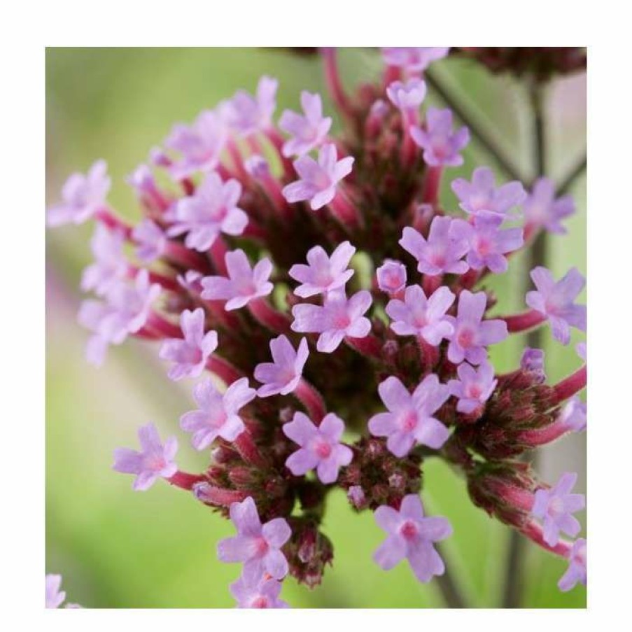 Perennial Plants * | Verbena Bonariensis | Purpletop Vervain