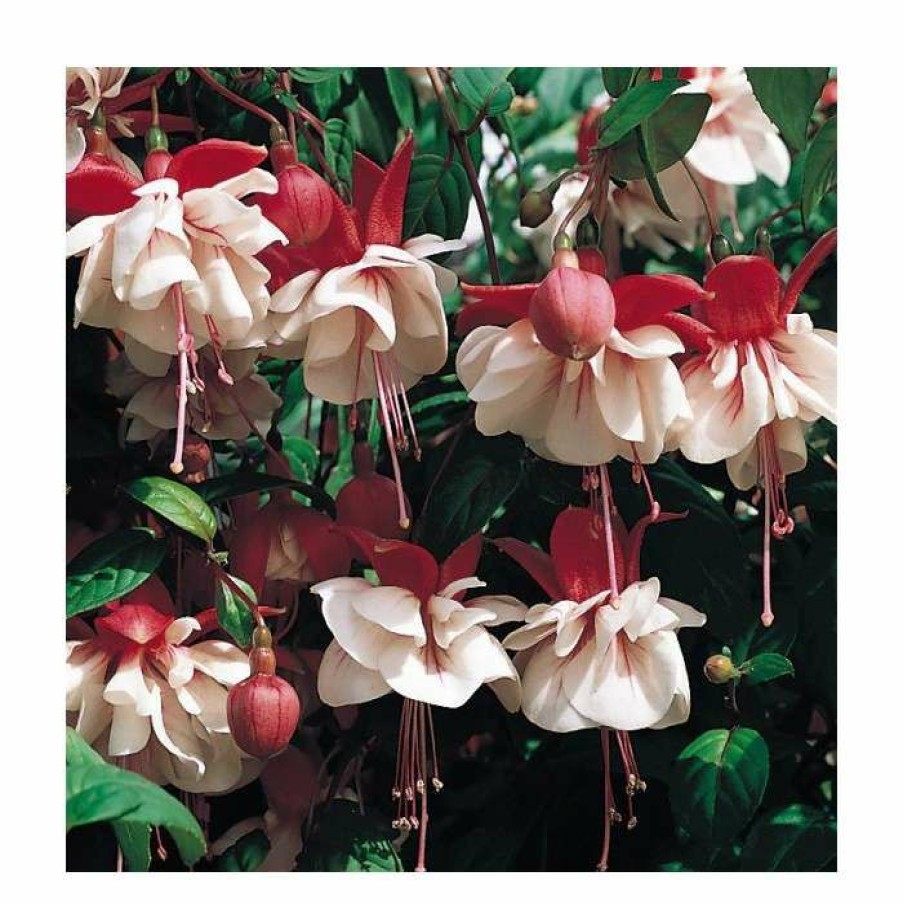 Bedding Plants * | Trailing Fuchsia 'Swingtime' | Pack Of 5 Plug Plants