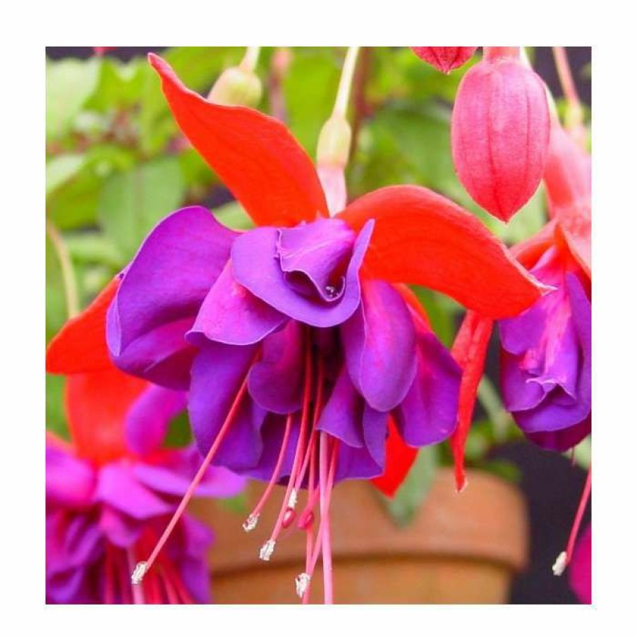 Bedding Plants * | Fuchsia 'Voodoo' | 10.5Cm Pot