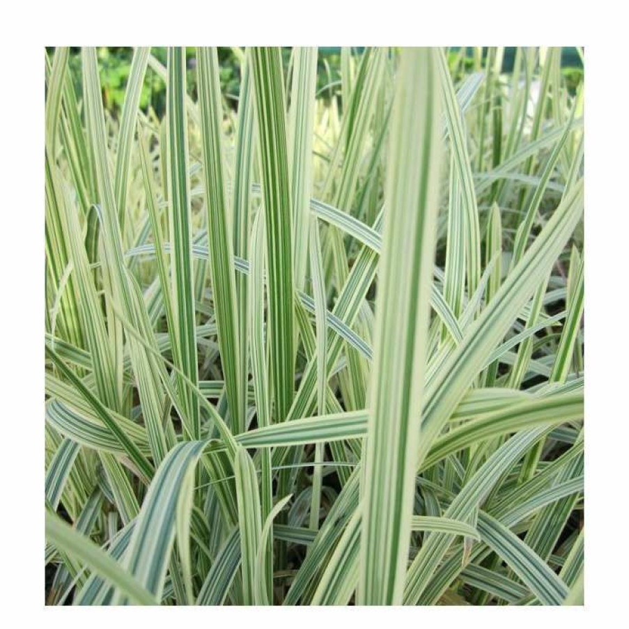 Pond Plants * | Variegated Reed Sweet Grass | Glyceria Maxima 'Variegata'