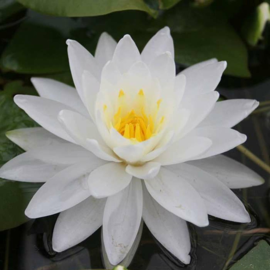 Pond Plants * | Large Water Lily 'Perry'S Double White' Nymphaea 'Perry'S Double White' 3L Pot