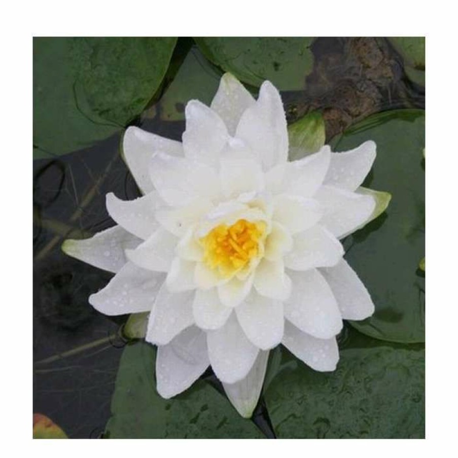 Pond Plants * | Large Water Lily 'Perry'S Double White' Nymphaea 'Perry'S Double White' 3L Pot