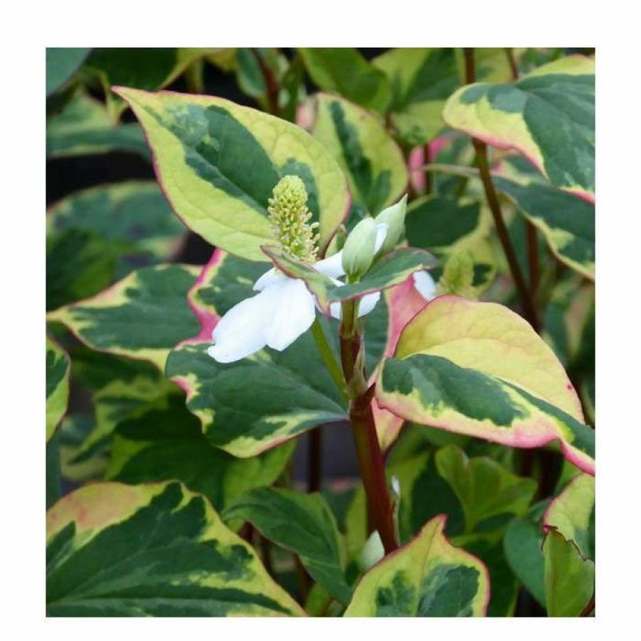 Pond Plants * | Orange Peel Plant | Houttuynia Cordata 'Chameleon'