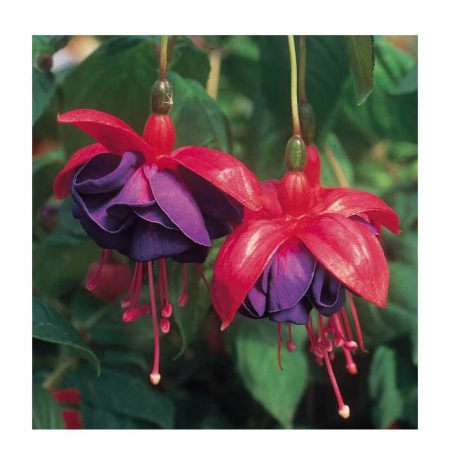 Bedding Plants * | Upright Fuchsia 'Dark Eyes' | Pack Of 5 Plug Plants