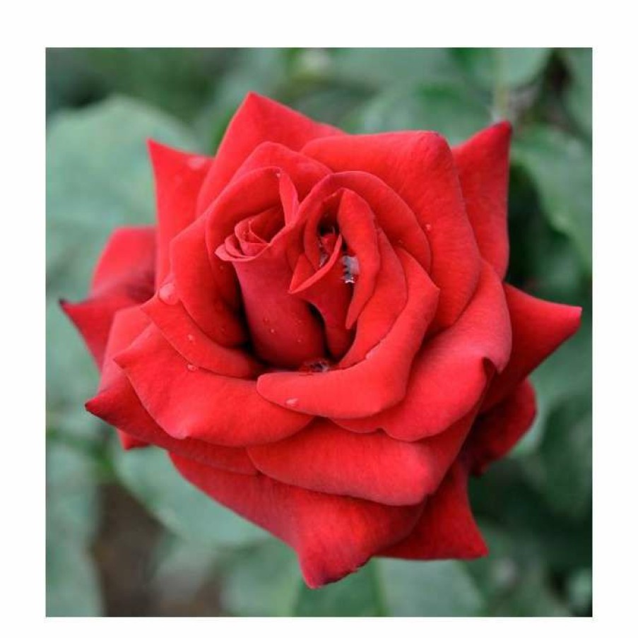 Rose Bushes * | Special Dad | Hybrid Tea Rose