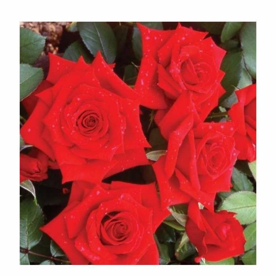 Rose Bushes * | Special Dad | Hybrid Tea Rose