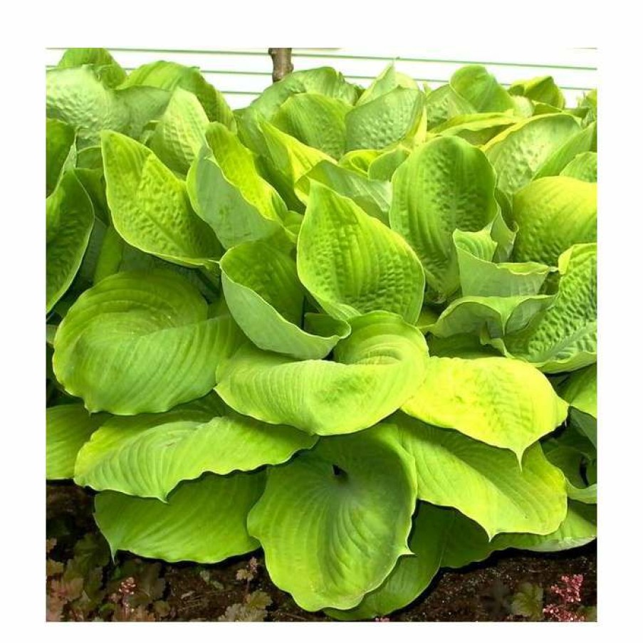 Perennial Plants * | 20-50Cm Hosta Fortunei 'Sum & Substance' | 4L Pot