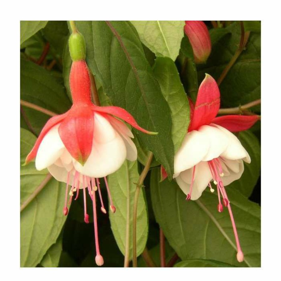 Bedding Plants * | Fuchsia 'Spring Bells' (Snow Cap) | 10.5Cm Pot