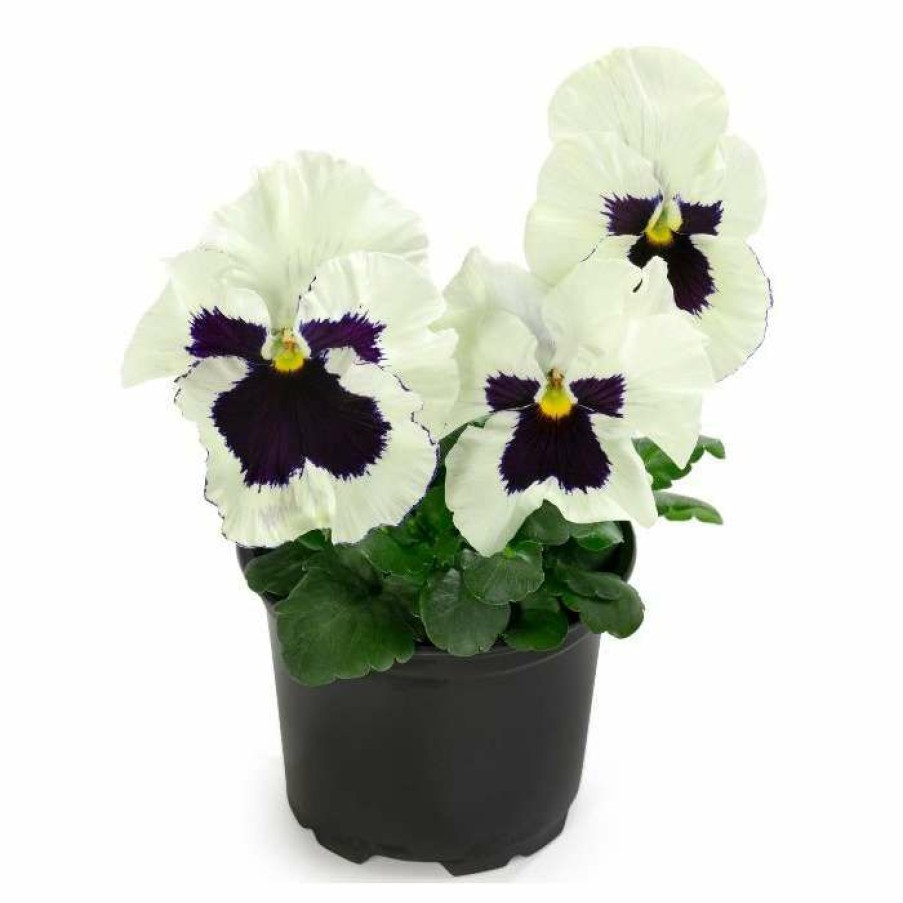 Bedding Plants * | Pansy 'White Blotch' | 10.5Cm Pot