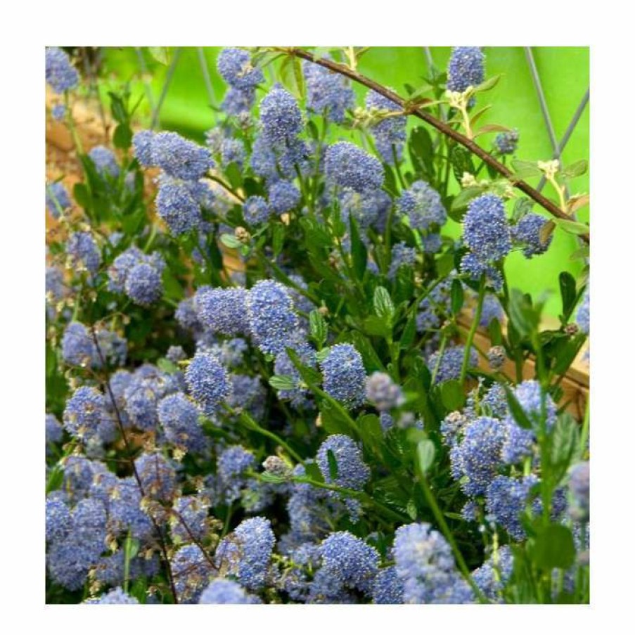 Ornamental Shrubs * | 40Cm Ceanothus 'Skylark' | 2 Litre Pot