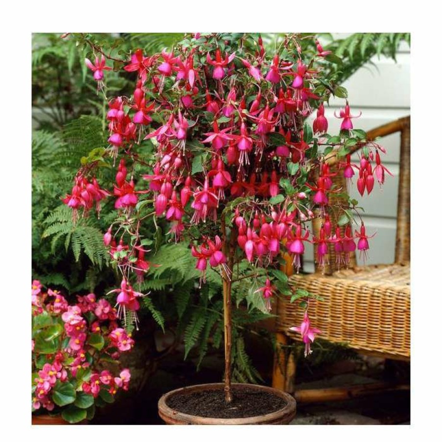 Bedding Plants * | Fuchsia 'Autumnale' | 10.5Cm Pot