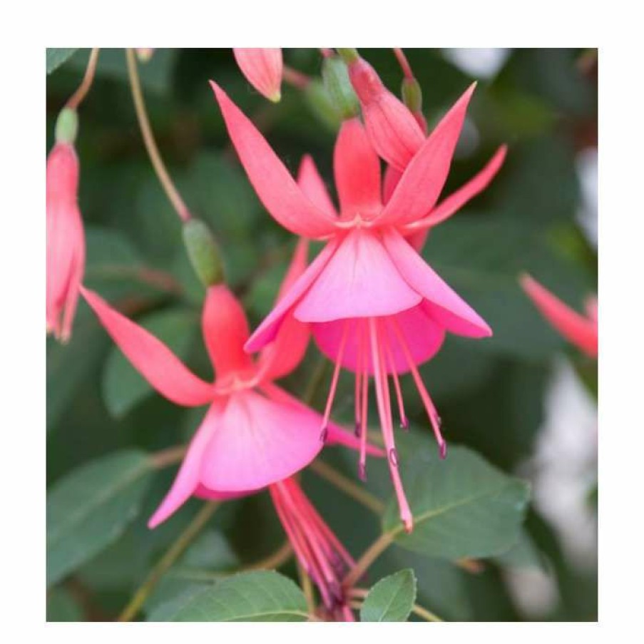 Bedding Plants * | Fuchsia 'Display' | 3L Pot