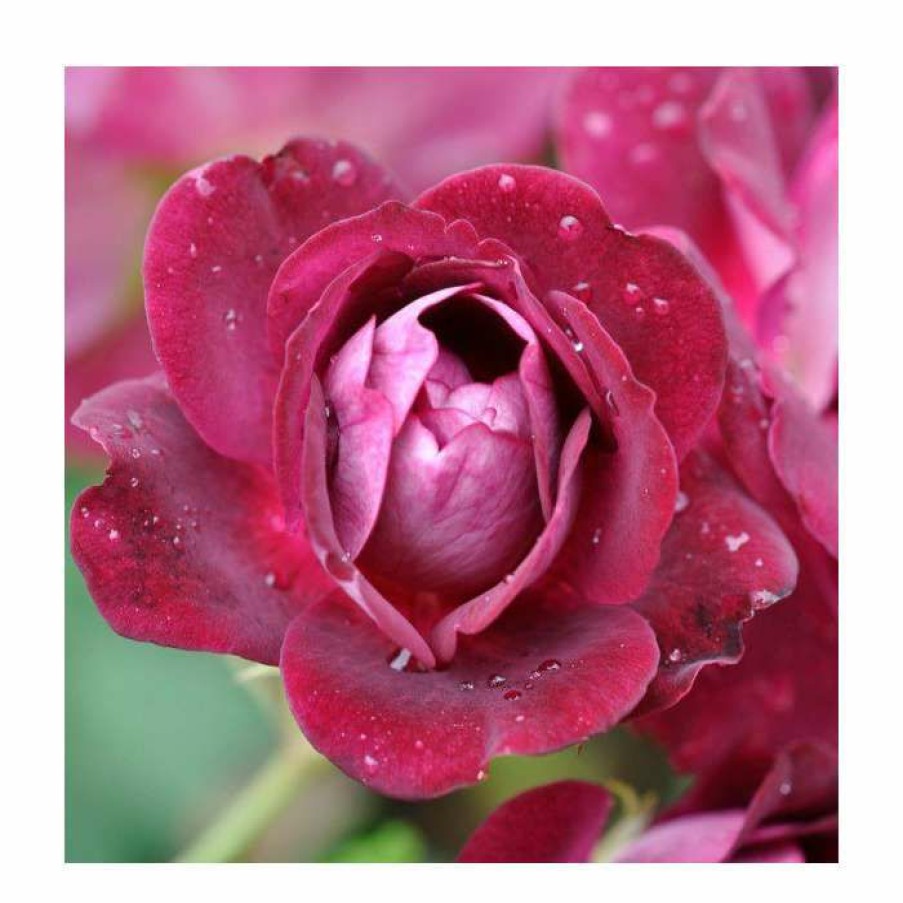 Ornamental Shrubs * | Burgundy Ice' Bush Rose 4L Pot