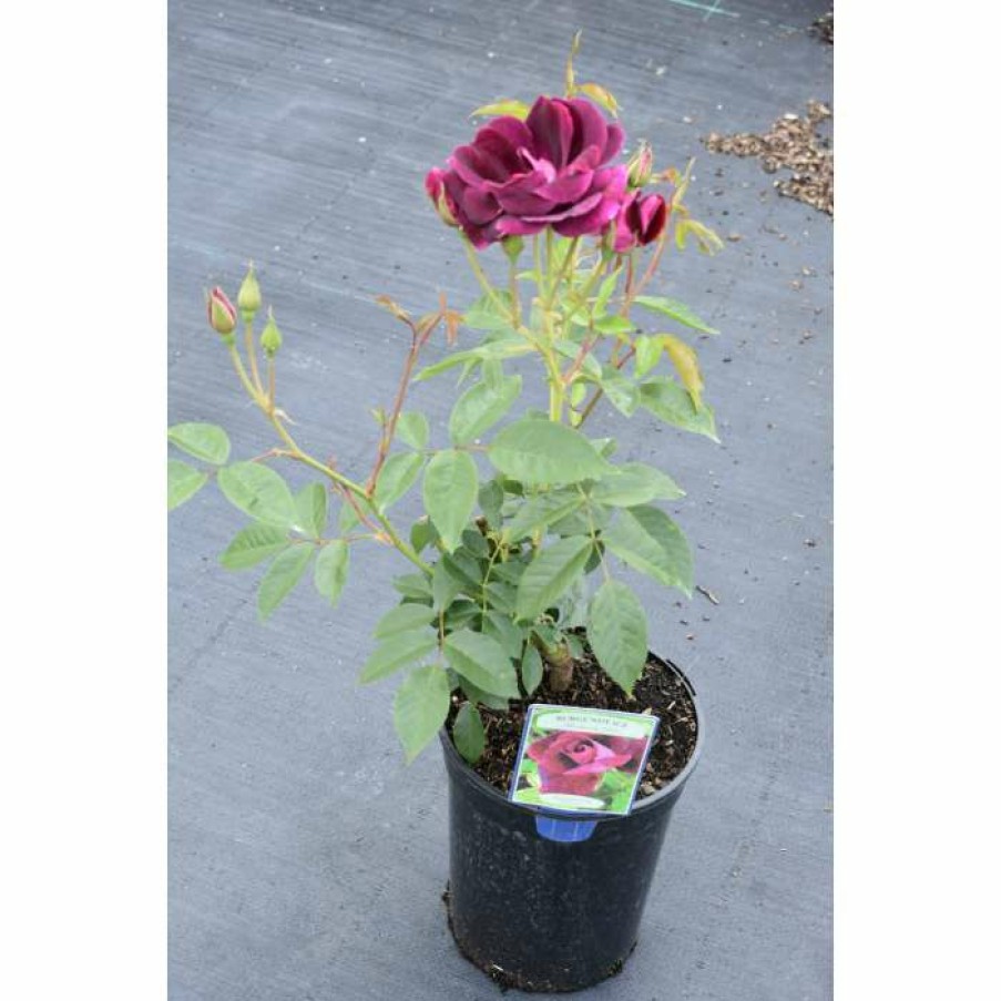 Ornamental Shrubs * | Burgundy Ice' Bush Rose 4L Pot