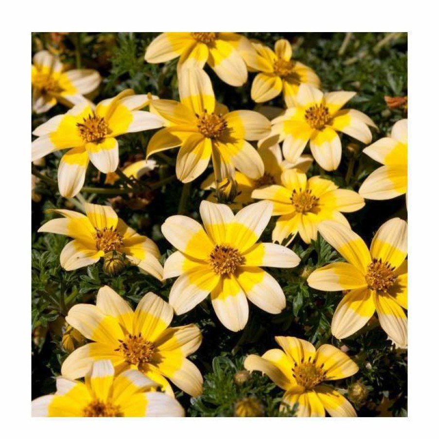 Bedding Plants * | Bidens 'Golden Eye' | Pack Of 5 Plug Plants