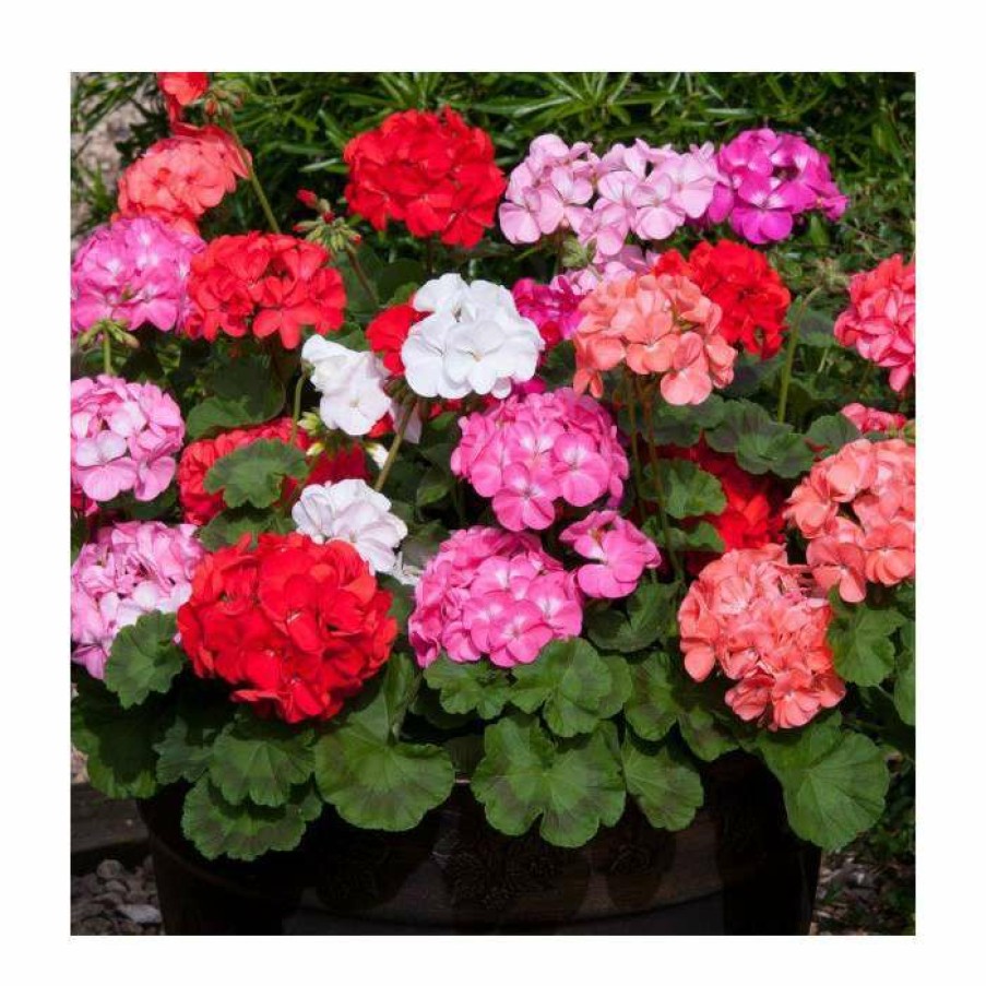 Bedding Plants * | Geranium 'Palladium' Mix | 20 Pack | Garden Ready Bedding