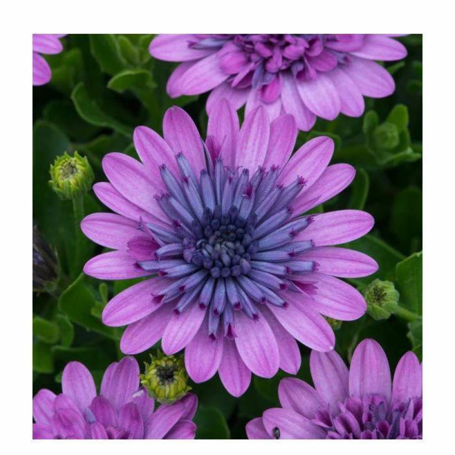 Bedding Plants * | Osteospermum 3D 'Double Pink' | Bedding | 5 X Large Plugs