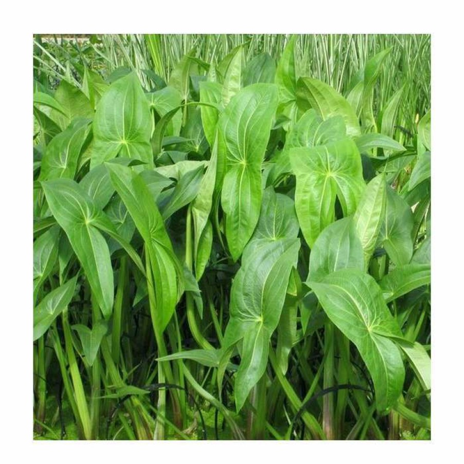 Pond Plants * | Wapato | Sagittaria Latifolia