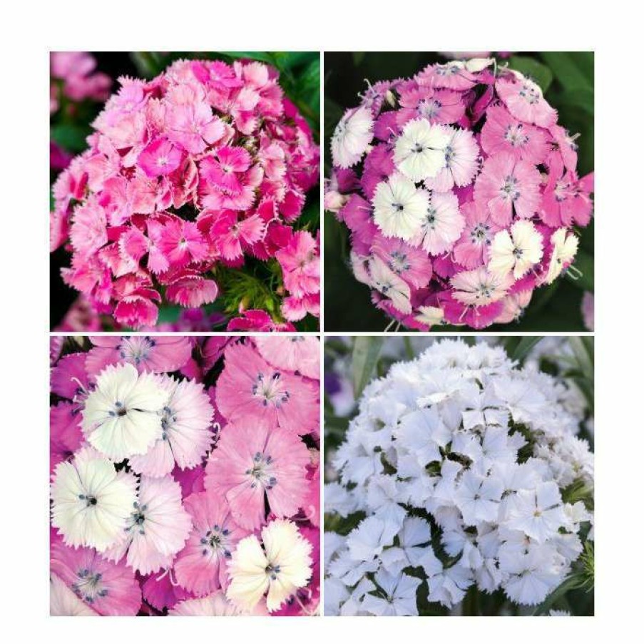 Perennial Plants * | 3 X Dianthus Plants | Dianthus Dash F1 Collection | 3 X 10.5Cm Pots