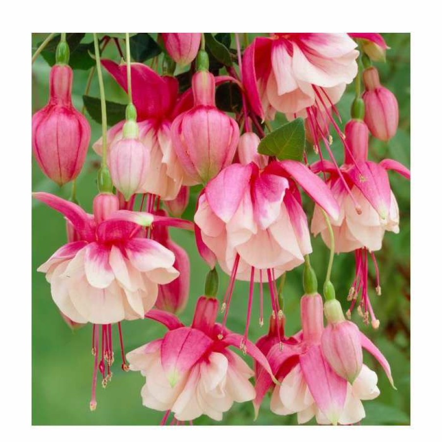 Bedding Plants * | Fuchsia 'El Camino' | 10.5Cm Pot