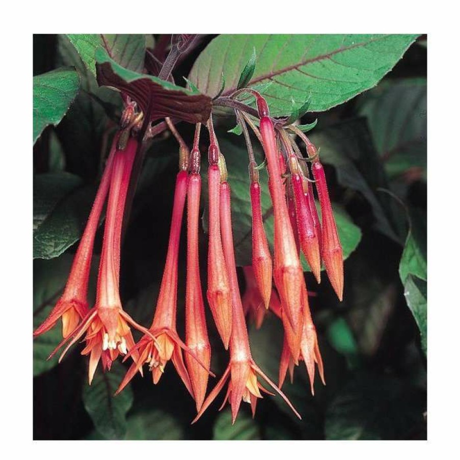 Bedding Plants * | Upright Fuchsia 'Koralle'| Pack Of 5 Plug Plants